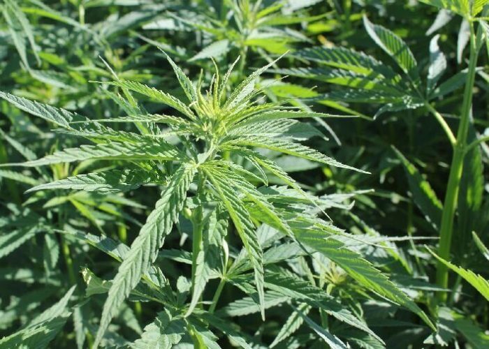 Industrial-Hemp.-Photo-by-Marcia-OConnor